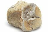 Pachycephalosaur Phalanx (Toe Bone) - Hell Creek Formation #220682-1